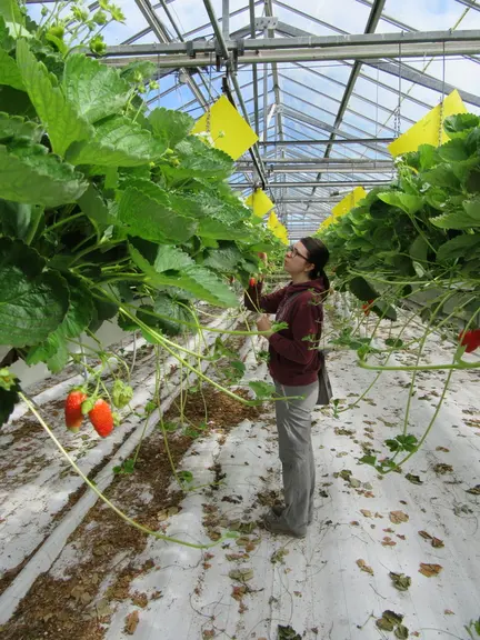 « Les solutions biologiques doivent permettre la substitution partielle ou totale des insecticides actuellement utilisés », indique Estelle Postic.