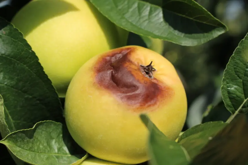 Les fortes chaleurs provoquent une baisse de qualité, comme des brûlures sur les fruits.