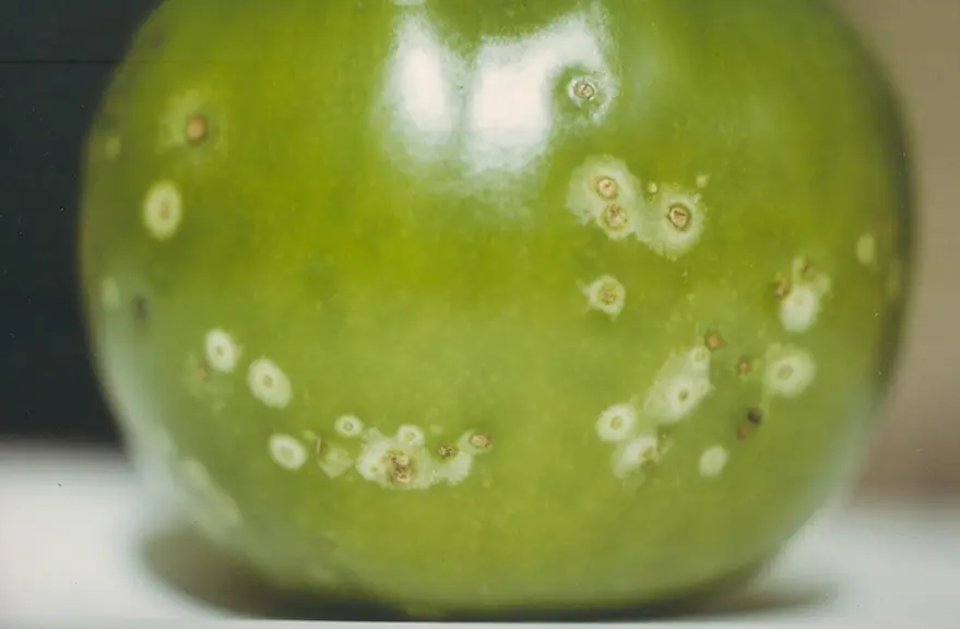 Dégâts sur fruits