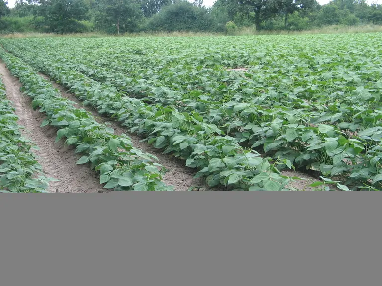 Des filières légumes secs se mettent en place dans la plupart des régions.