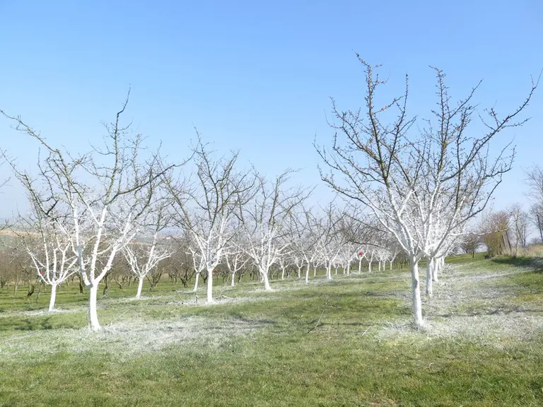 L’application de chaux sur le bas de l’arbre, ou mieux sur la totalité de l’arbre, a une efficacité variable sur le nombre de cochenilles présentes.