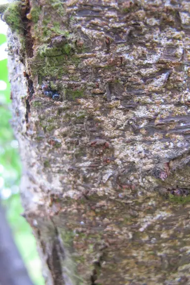 Les femelles peuvent entièrement recouvrir l’écorce.
