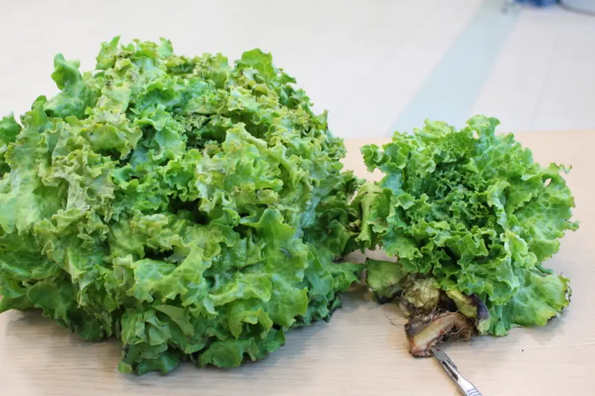 En plus d'un jaunissement sur les feuilles les plus âgées, accompagné d'une altération brun-rouge à la coupe du pivot (cf autre photo), des symptômes