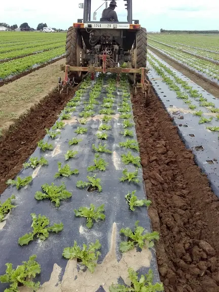 Les bineuses ont été adaptées pour travailler entre les planches.