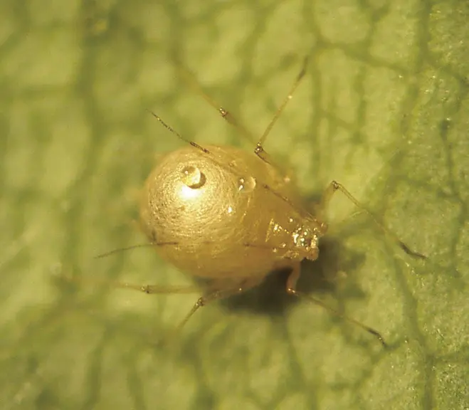 La présence d'Aphidius se repère par la présence de momies dorées de pucerons. La larve des Aphidius se développe à l'intérieur du puceron et en sort