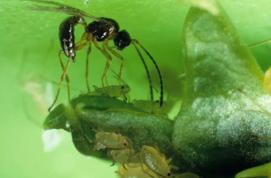 Aphidius matricariae