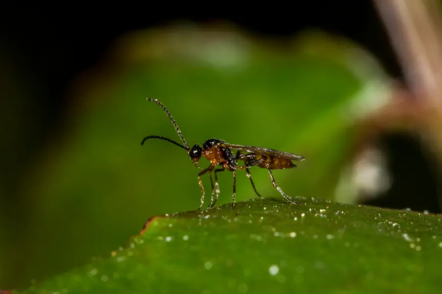 Aphidius ervi