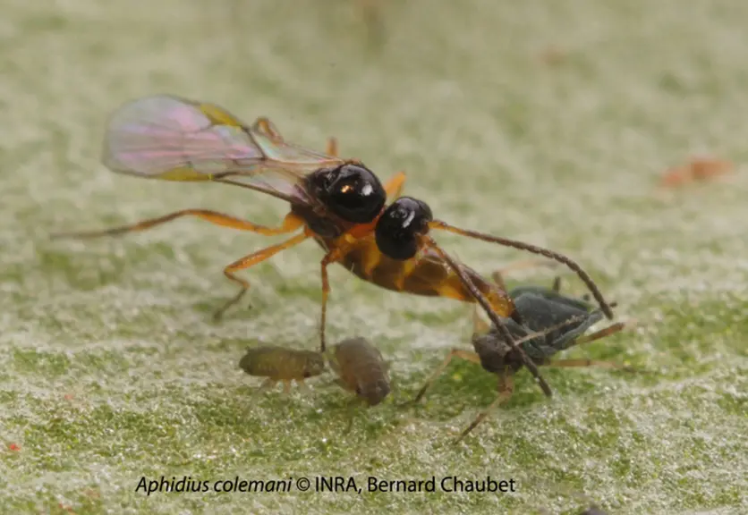 Aphidius colemani