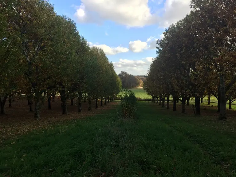 Verger de châtaignier avec passage au lamier en 2019  sur le rang de droite, 2020 sur le rang de gauche puis suppression du rang du milieu en 2021.