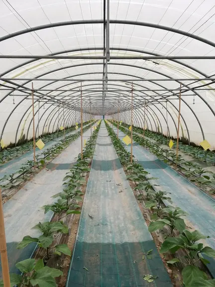 Le piégeage des aleurodes par panneaux englués peut être renforcé efficacement en ajoutant des nouveaux panneaux en cours de culture.