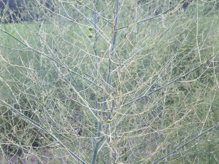 L’assèchement de la plante l’empêche de faire des réserves.