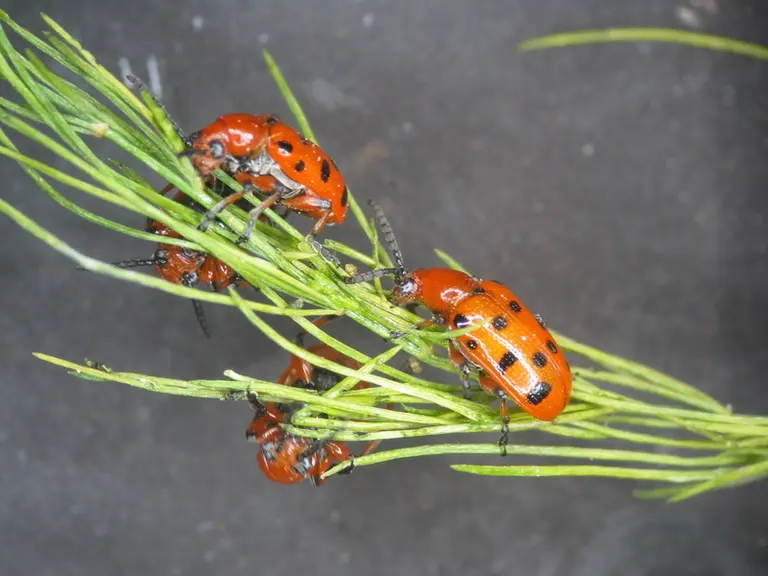 Deux espèces de Crioceris sp. sont des ravageurs de l'asperge : le criocère de l’asperge et le criocère à 12 points.