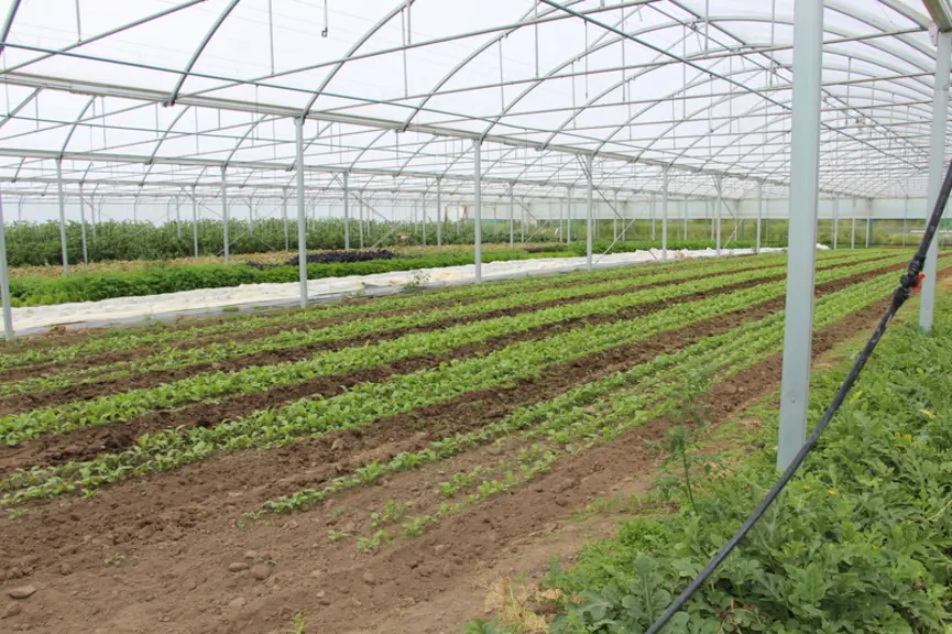Les maraîchers testent chaque année de nouvelles espèces et variétés. Depuis peu, ils ont ainsi introduit le melon ou encore la pastèque, qui donne de