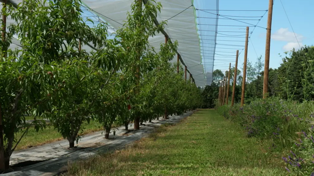 EcoPêche 2 mobilise une combinaison de leviers pour concevoir des systèmes de conduite très économes en produits phytopharmaceutiques de synthèse.