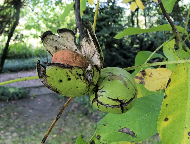 Les fruits présentent de nombreuses petites taches rondes brun-noir limitées au brou.