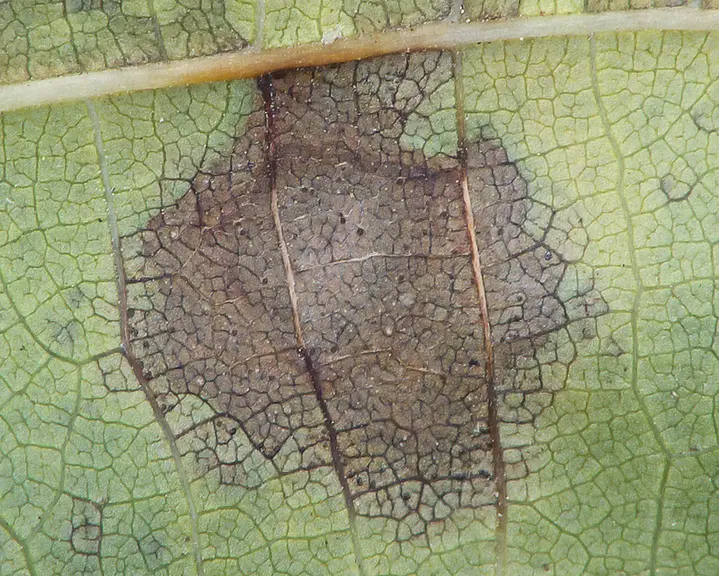Les feuilles attaquées jaunissent et tombent prématurément en juillet-août.
