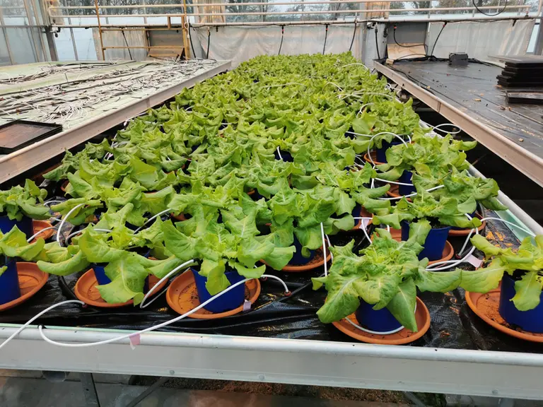 Des expérimentations ont révélé les bienfaits des biostimulants sur la croissance, la qualité, la récolte ainsi que la tolérance des laitues à différe