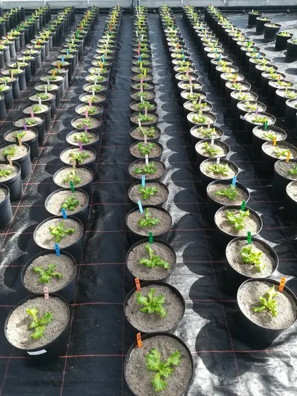 Le projet Sygin a pour objectif d’évaluer l’intérêt de produits biostimulants à base d’algues sur la culture de salade.