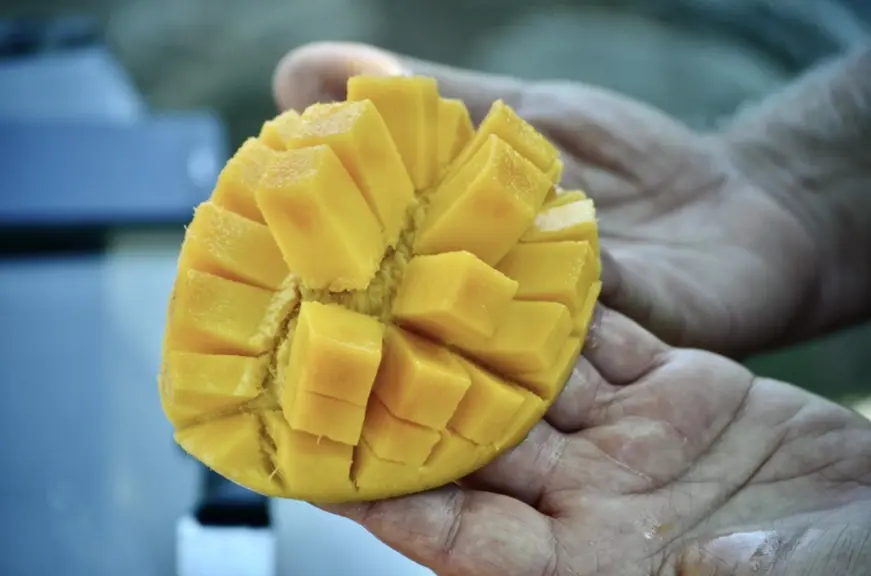 Une mangue de variété Kensigton-Pride chez Vincenzo Amata. La récolte à maturation donne aux fruits siciliens des qualités organoleptiques d’excellenc