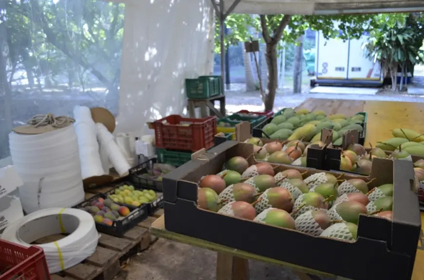 Les fruits sont soigneusement nettoyés et emballés, un par un, avant d’être envoyés chez des grossistes ou détaillants par camion.