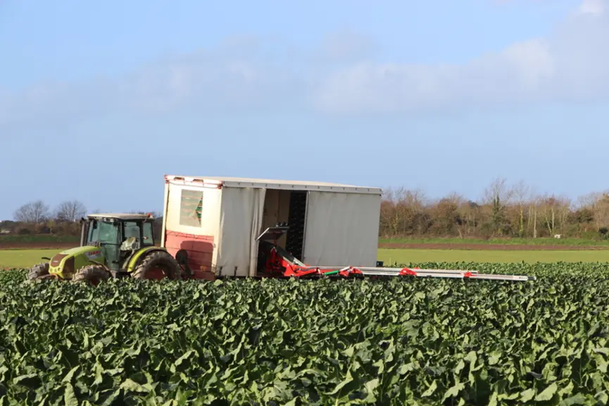 La remorque et le tapis utilisés en chou-fleur servent pour les choux de diversification qui n’ont pas nécessité d’autres investissements.