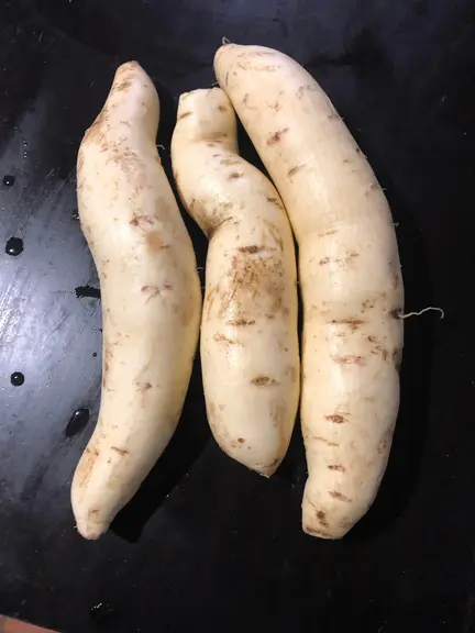 De nouvelles variétés de diversification sont proposées, comme ici Terra Bianca, de la SCEA Le Bon Plant.