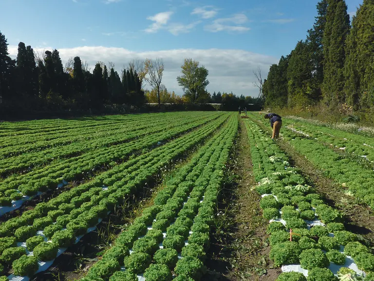 Des variétés face au Bremia et à la fusariose