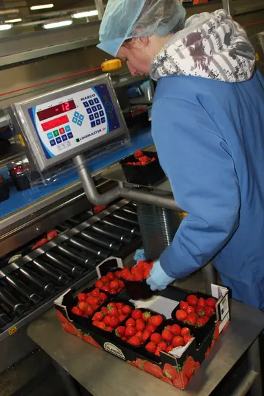 La production de fraises belges est dominée par Elsanta. Aujourd’hui, la filière cherche de nouvelles variétés qui puissent offrir rentabilité, tenue