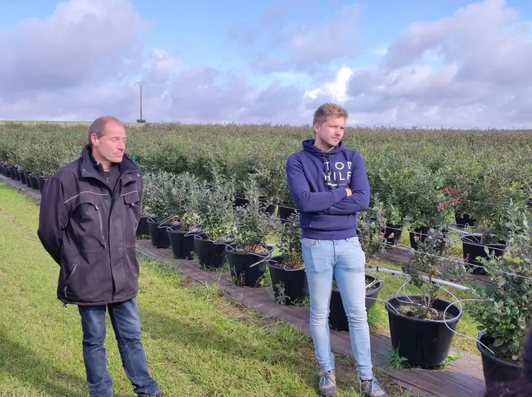 Vincent et Rodolphe Schneider cultivent une dizaine de variétés de myrtille.
