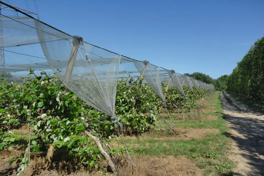 Les producteurs recherchent des cultivars et porte-greffes à faibles besoins en froid et avec de meilleures capacités d’enracinement.