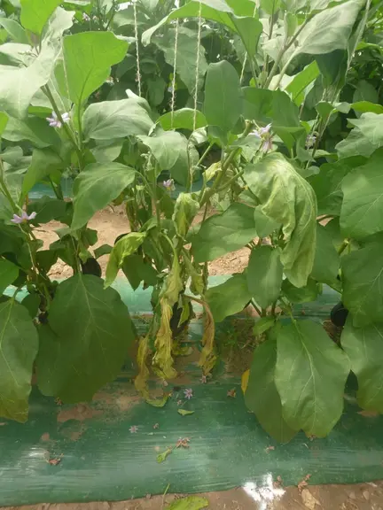 Les symptômes de jaunissement et de flétrissement entraînent une mort prématurée des plantes.