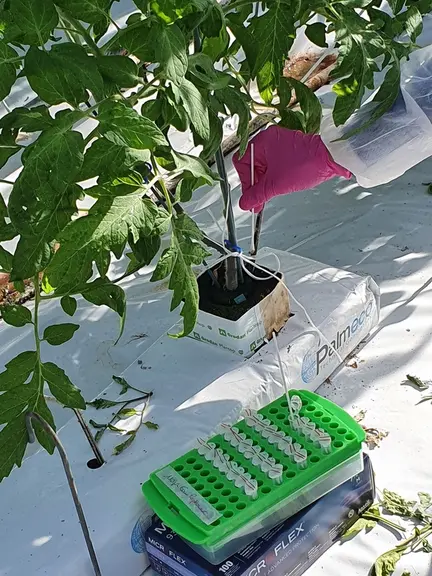 Des protocoles ont été développés pour réaliser des prélèvements sur plante et sur surfaces inertes dans les parcelles concernées par le Cmm (agent re