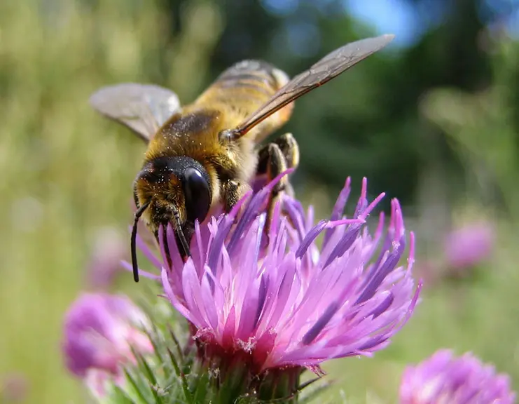 Les Megachilidae possèdent une brosse ventrale pour récolter le pollen.
