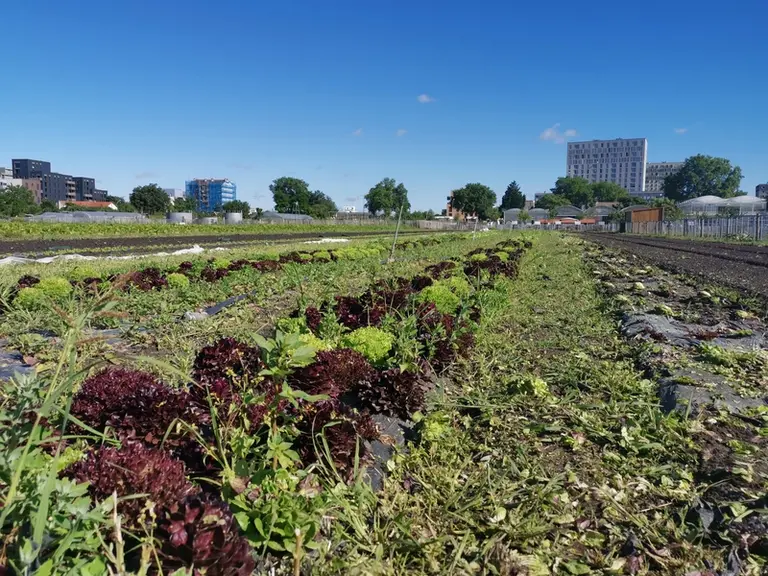 Le projet d'extension du marché de Rungis, prévu à l'horizon 2026 au nord de Paris dans le Val-d'Oise, s’installera sur quatre sites principaux sur pr