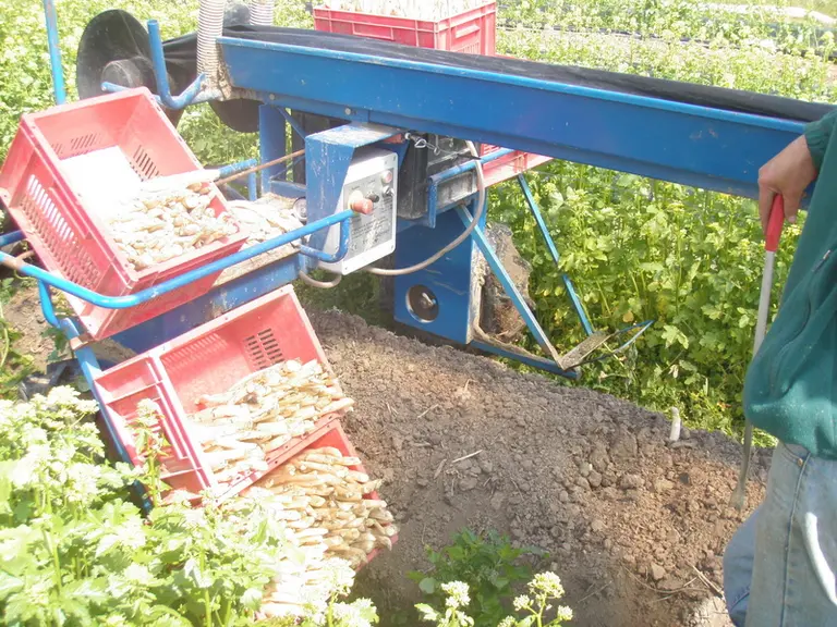 Le couvert végétal facilite la portance du sol et le passage des machines d'assistance à la récolte, notamment en période pluvieuse.