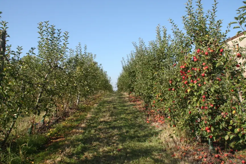 L'avancée de la floraison du pommier liée au changement climatique est à l'origine d'un démarrage plus précoce de la saison tavelure.