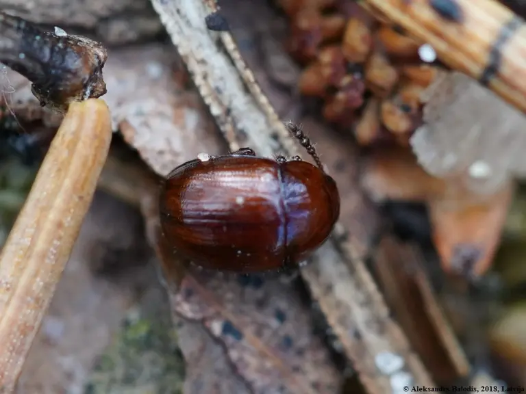 Leiodes cinnamomea est un coléoptère de la famille des Leiodidae. Présente en Europe occidentale, centrale et septentrionale, sa larve est inféodée au