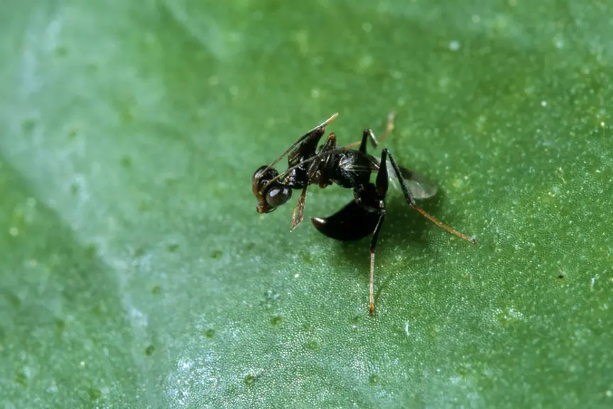 Neodryinus typhlocybae, parasatoïde de Metcalfa pruinosa  © JC Malausa