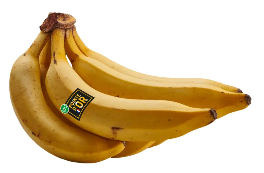 La variété Pointe d'Or est cultivée en bio et sera commercialisée comme telle par Carrefour. © UGPBAN