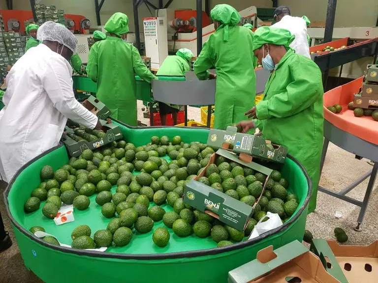 En mars dernier, BFI s’est associée à Barke Enterprises pour emballer les premiers avocats Benji au Kenya. © Beva Fruits International