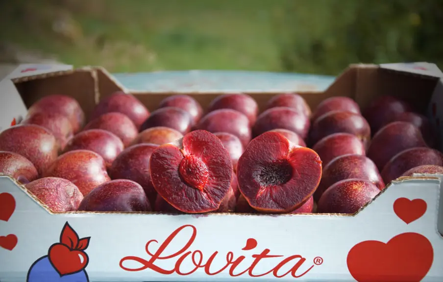 © Lovita