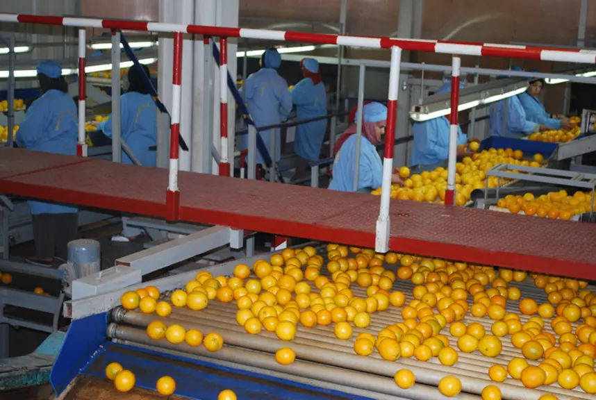 Après une campagne 2019-2020 un peu délicate, les exportations d’agrumes marocains devraient augmenter grâce à une production en hausse de 29 % et une