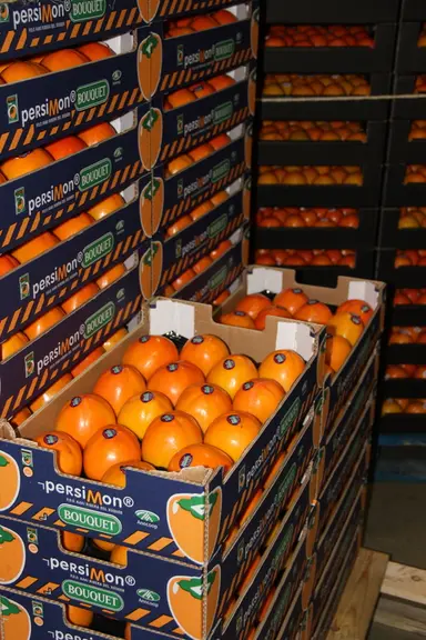 Anecoop commercialise le kaki Persimon sous sa marque phare Bouquet. La coopérative représente 50% de la production espagnole de kaki Persimon et 43%