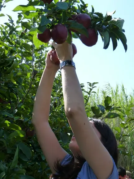 Les filières d'approvisionnement de pommes bio françaises pour la transformation sont bien installées, à la différence d'autres fruits. © Charles & Al