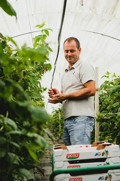 Récolte de framboise chez Sicoly. © Sicoly
