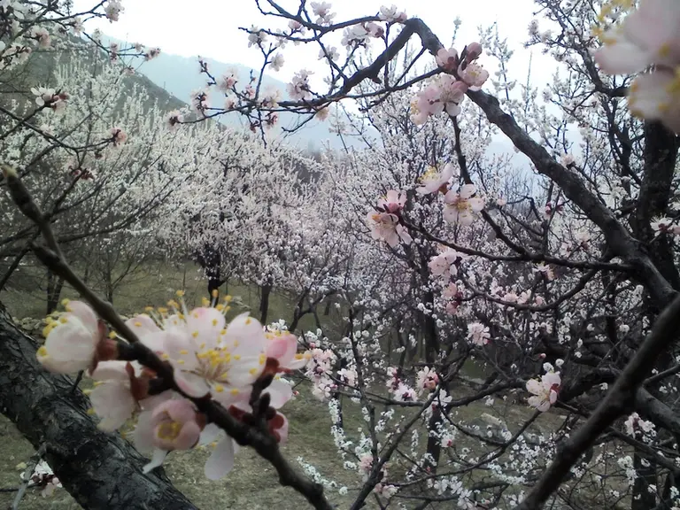 La région de Murcie travaille sur des variétés d’abricotiers nécessitant peu de froid hivernal. Celles-ci ont une floraison précoce mais cela n’impliq