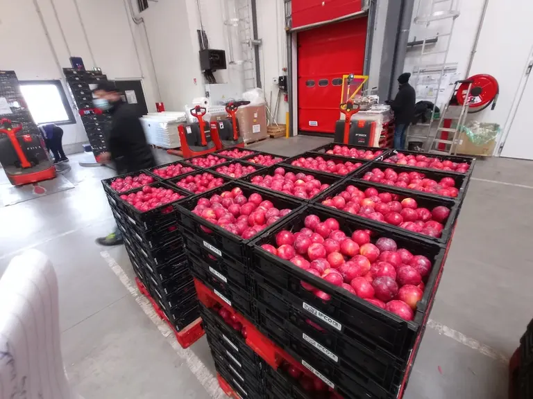 L’entreprise est dynamique en prunes, avec de nouvelles variétés en plantation. 