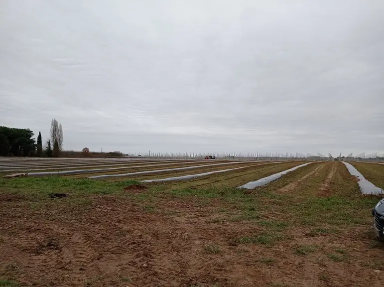 A Meauzac (Tarn-et-Garonne), en bordure de Tarn, des terres ont été achetées et des plantations plein champ (conduite en T-barre) en kiwis conventionnels sont en cours : 5 ha de kiwis vert sous filets paragrêle et 3 ha en jaune sous couvert plastique. Les investissements (hors achat du terrain) sont de 700 000 €.