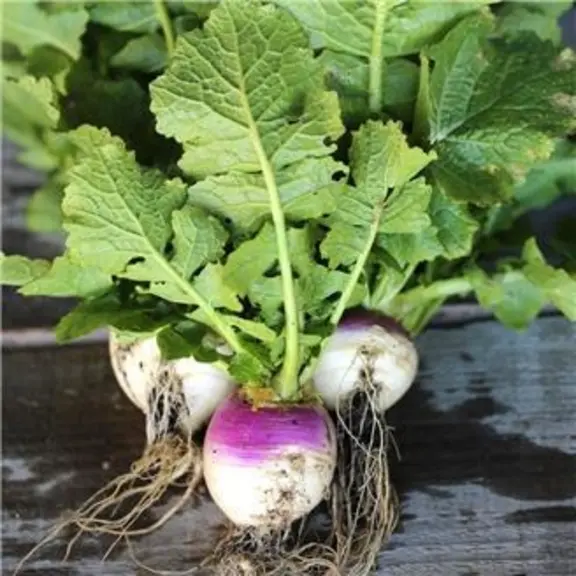 Le navet salé est fabriqué à partir de gros navets blancs à collet violet.