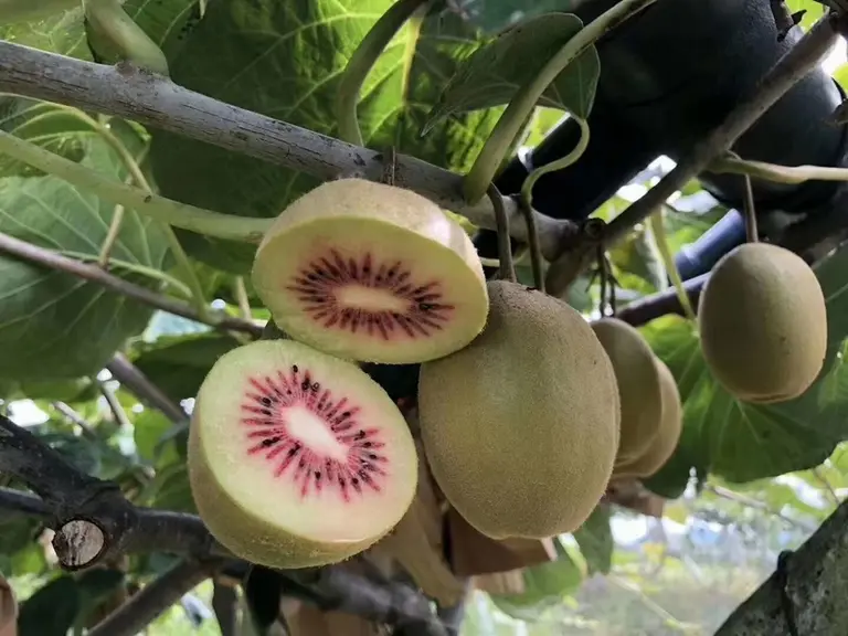 La vraie nouveauté du marché, c’est l’arrivée du kiwi rouge. Les entreprises françaises ont débuté des projets de plantation, les volumes vont gagner